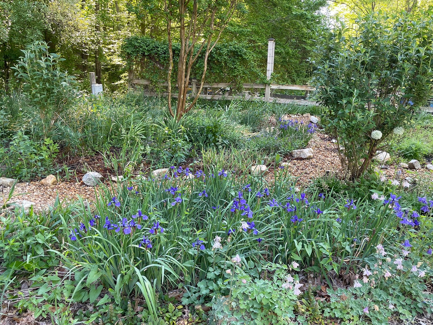 Garden with irises in bloom