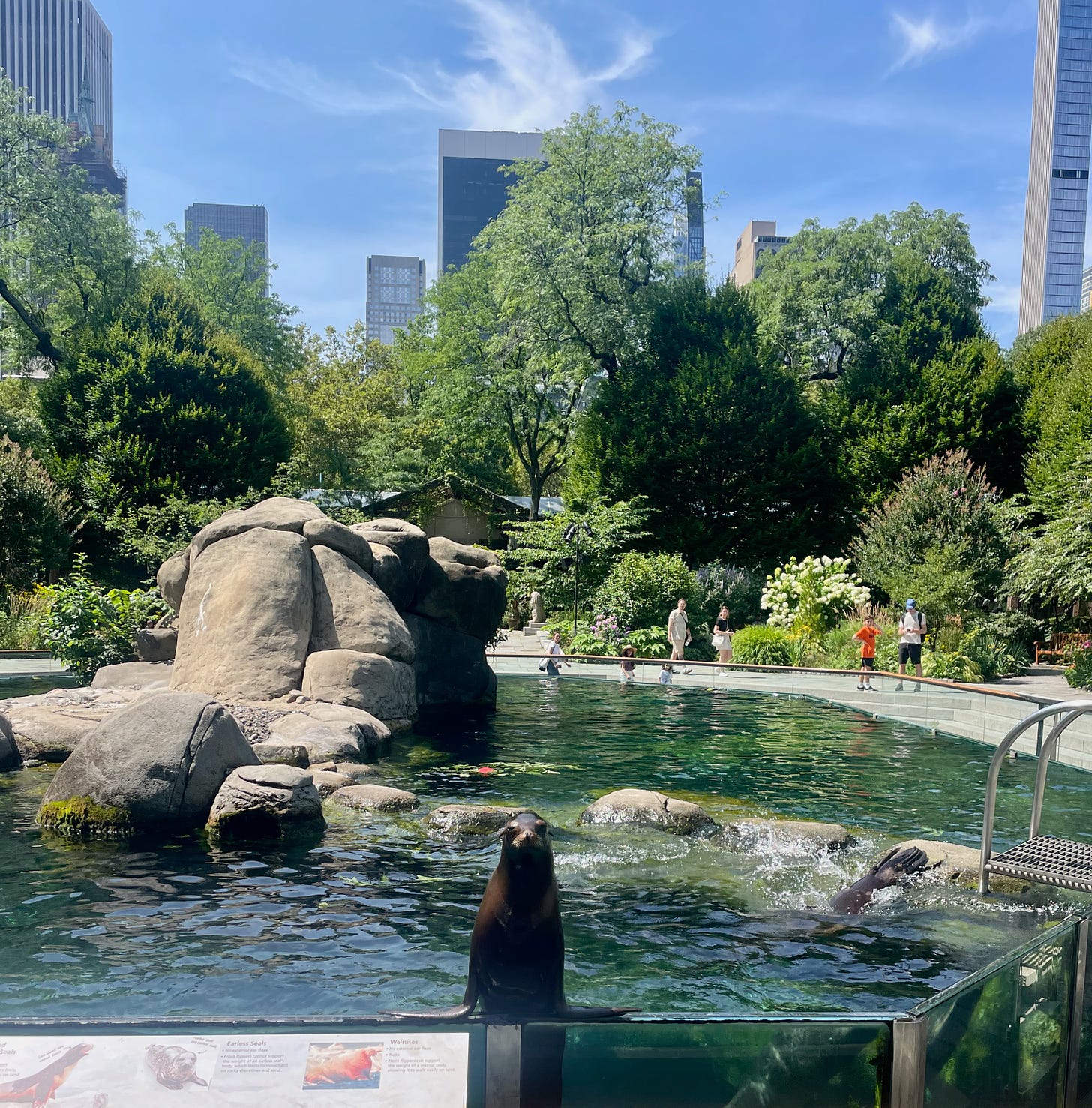 A sea lion at the Central Park Zoo