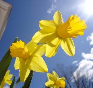 Daffodil Sky