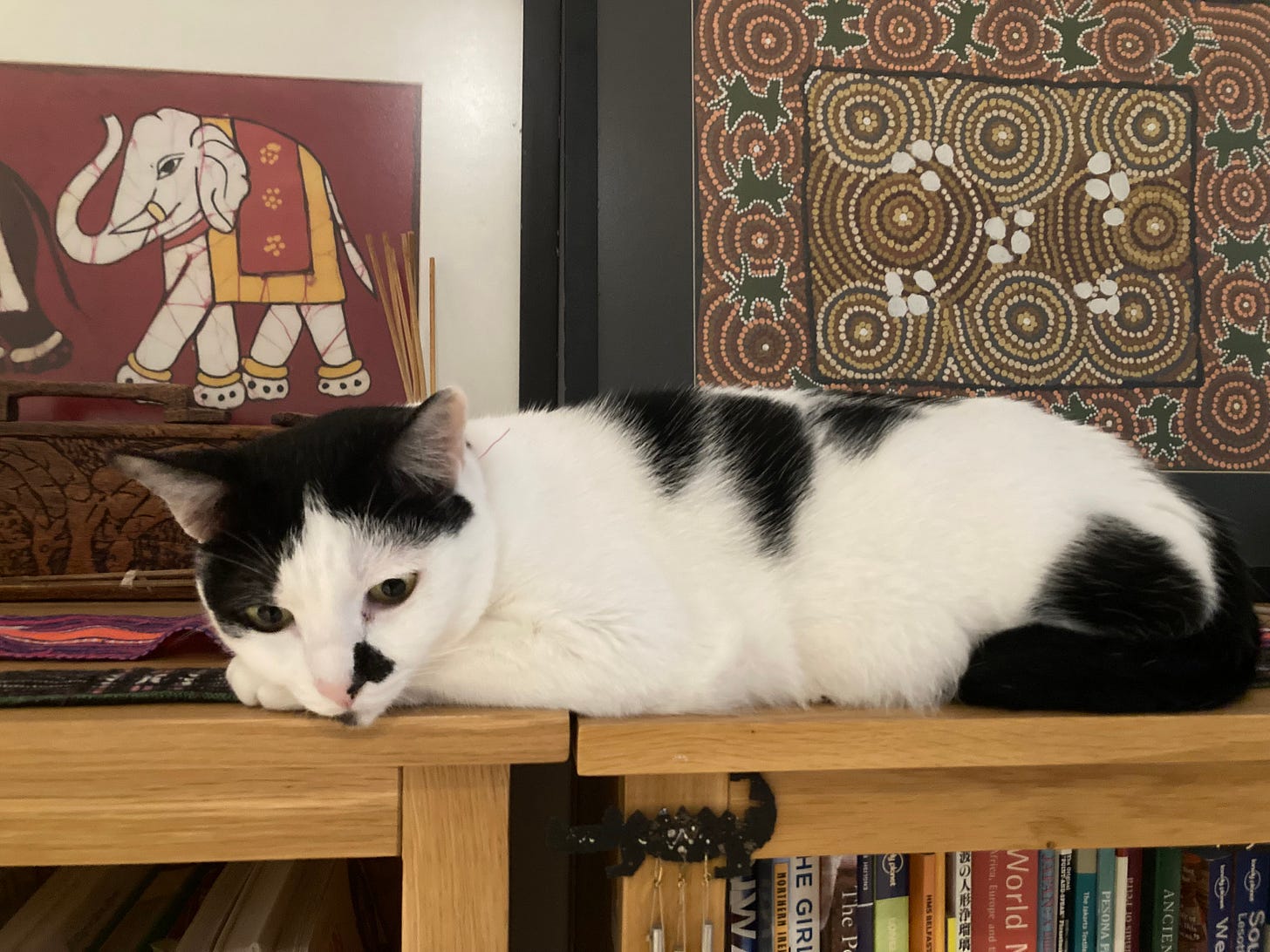 a white and black cat on a bookcase