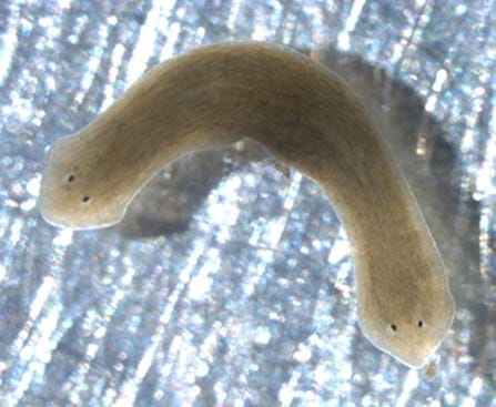 Planaria | The Wildlife Trusts