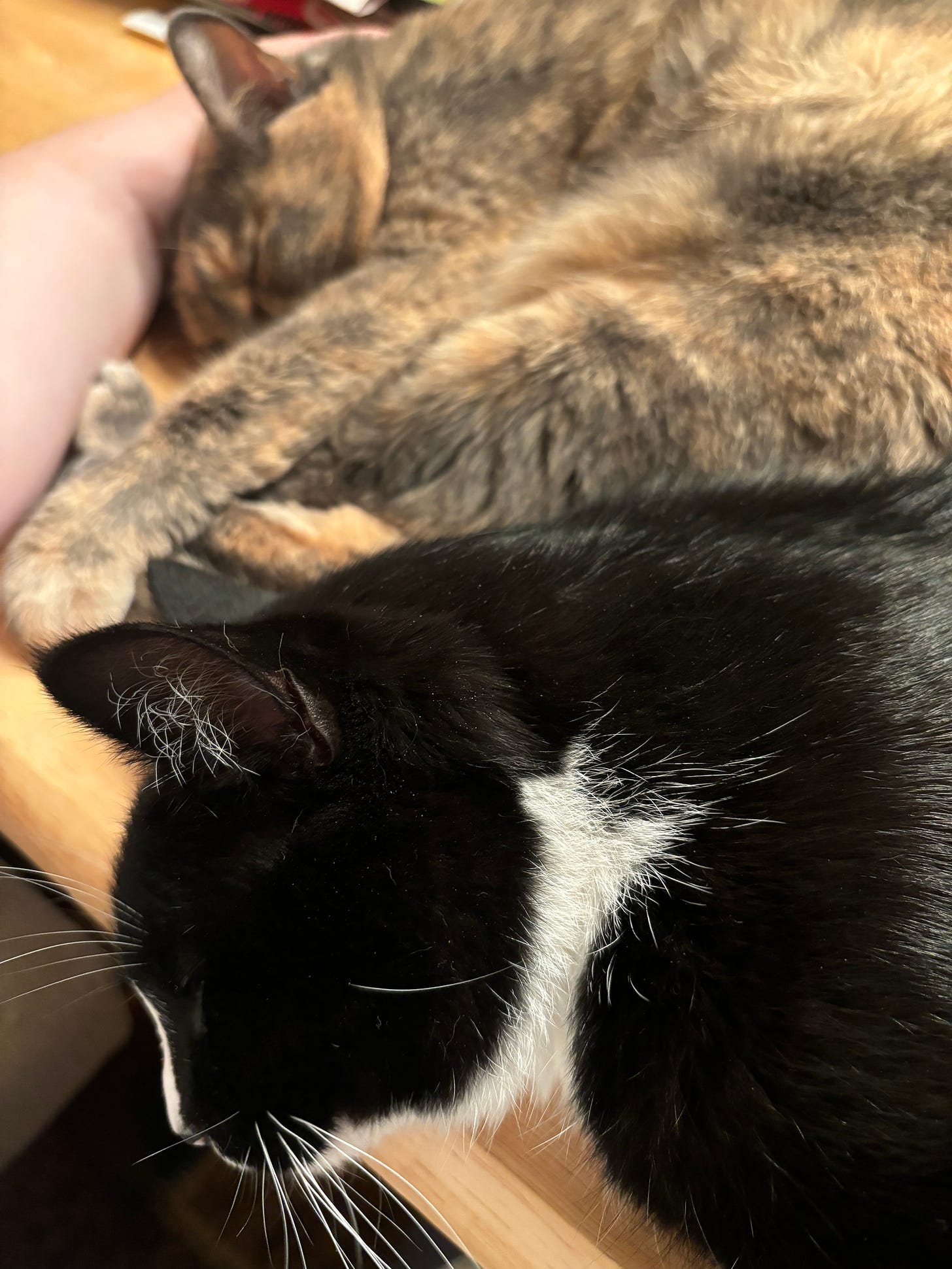 Left: A human’s forearm. Background: A dilute tortoiseshell cat snuggling up to the human’s forearm. Foreground: A tuxedo cat smooshing himself in between his human and his sister.