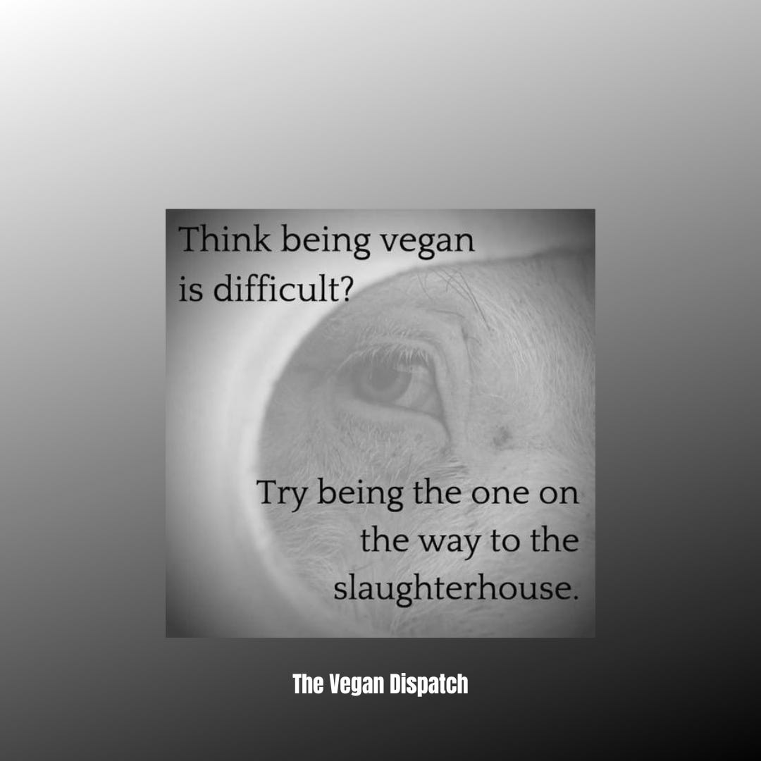 This meme calls out the challenges of being vegan with the grim fate of animals bound for slaughter. It prompts reflection on empathy and perspective amid everyday complaints.