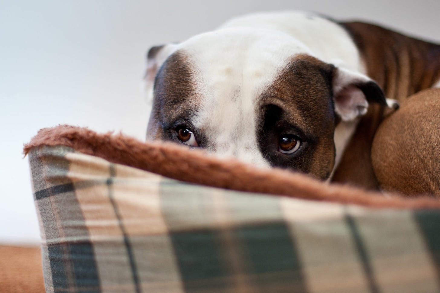 Why Are Dogs So Scared of Fireworks? | Reader's Digest