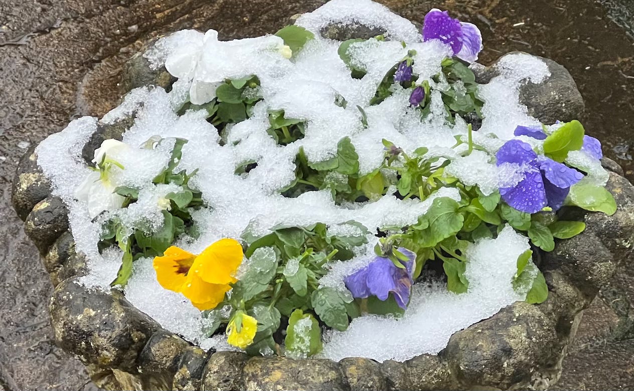 Photo by Author — flowers in the snow — which is the imposter?