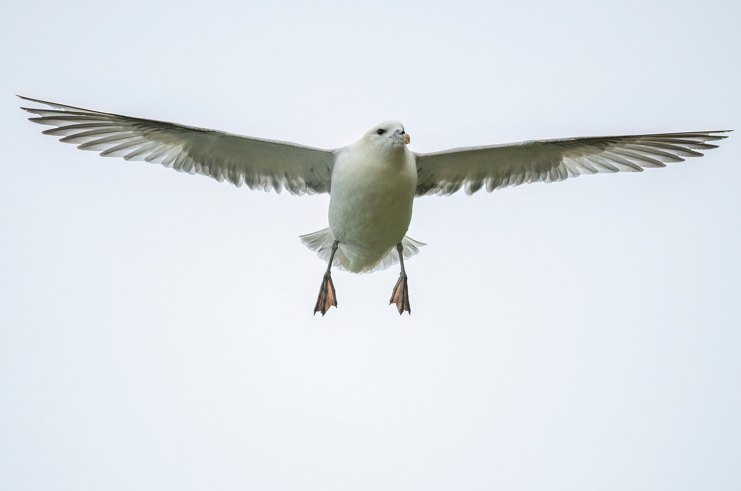 Photo of a fulmar in flight with outstretched wings and legs hanging down