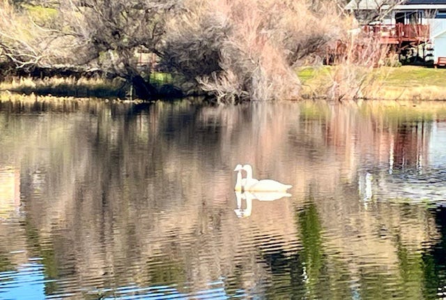 Two swans in our neighborhood pond.