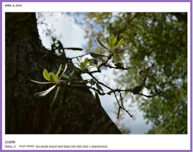 Ursula's Tumblr | Close up photo of a new branch growing out of a tree trunk.