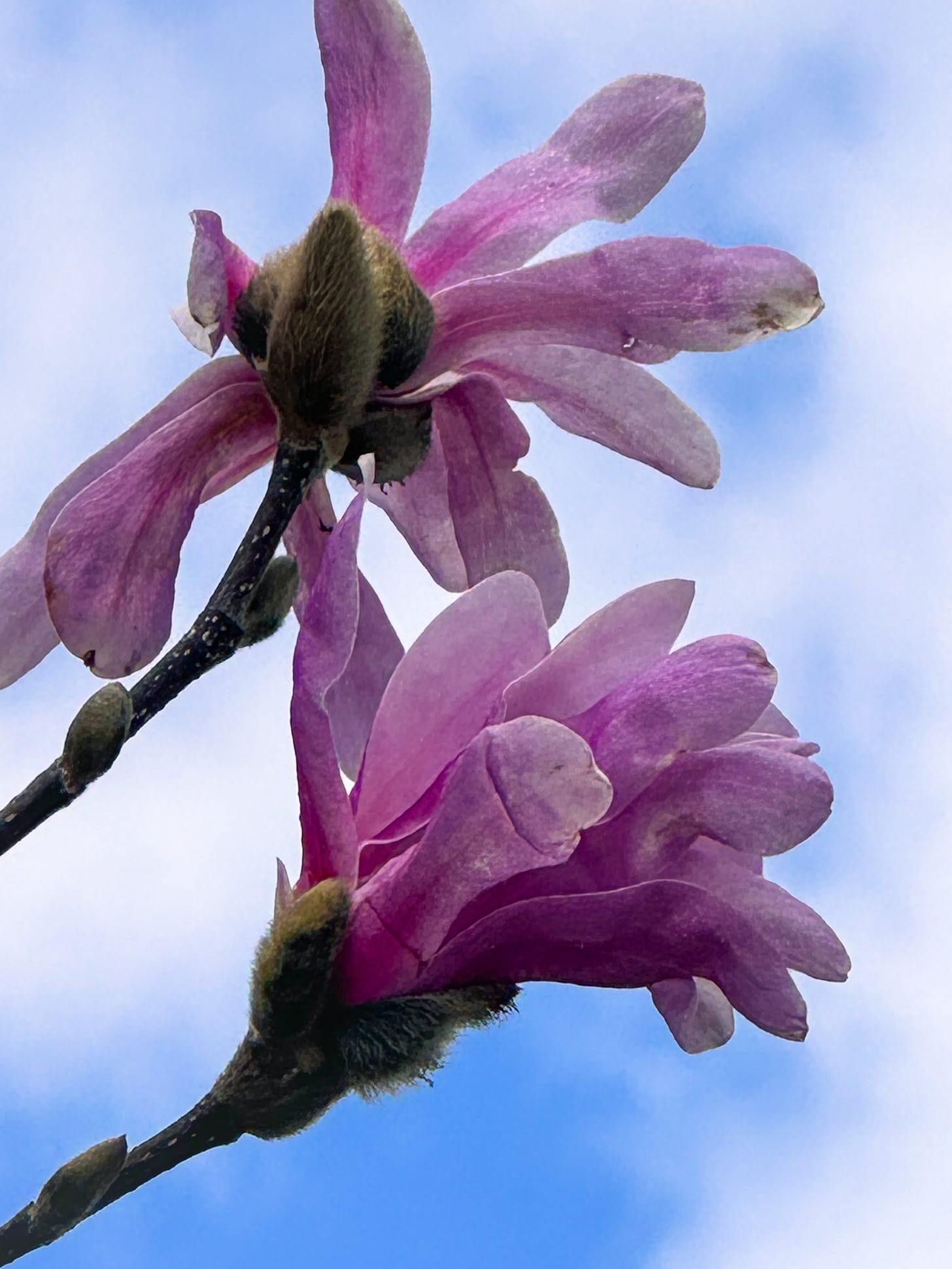 pink tulip magnolias against a blue sky 