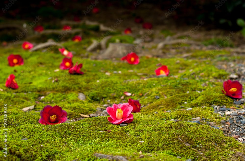 Camellia flowers on moss-covered ground with bokeh background, taken at Kyoto City's Jonangu Shrine in Japan.