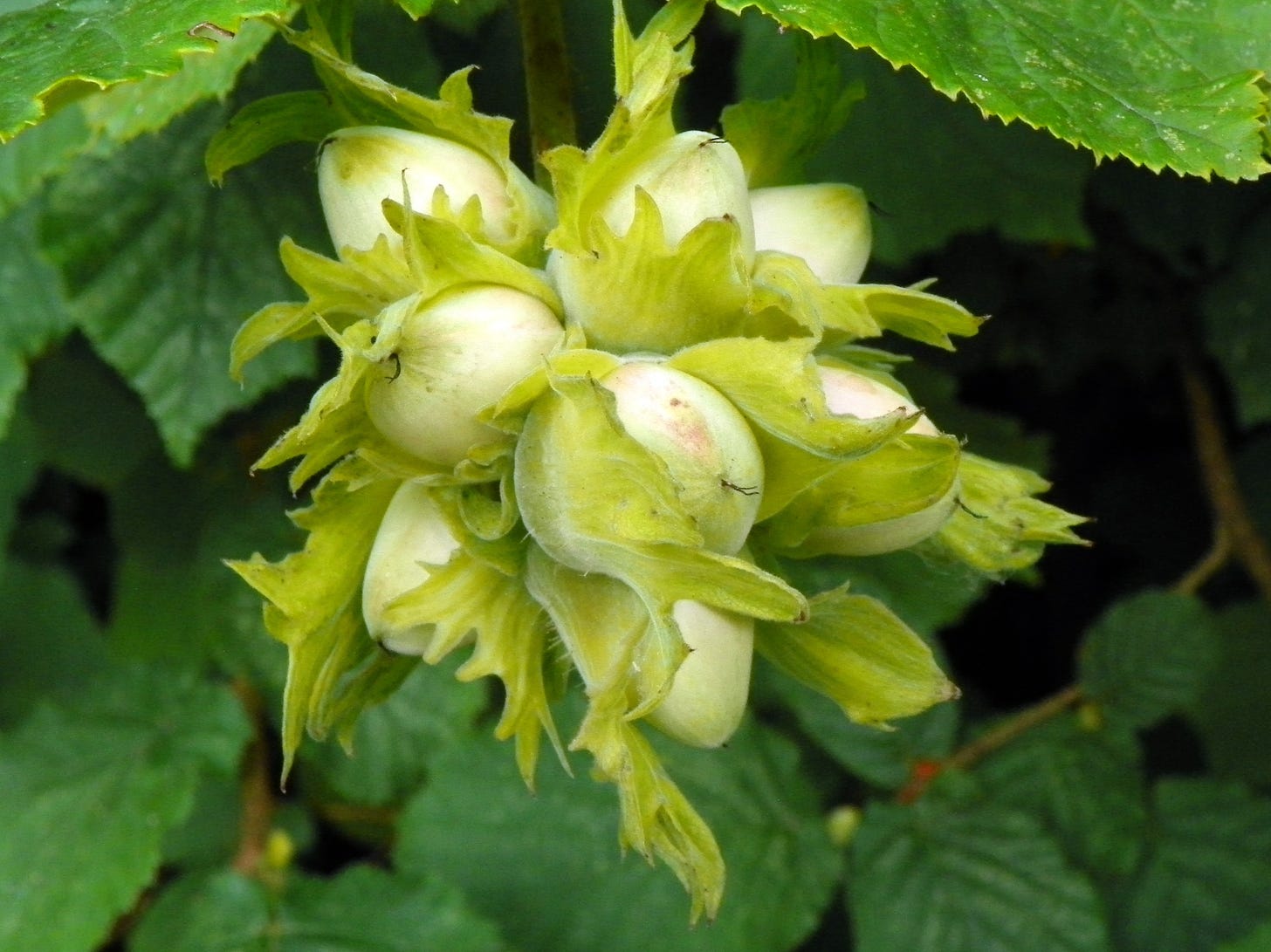 Hedgerow cobnuts