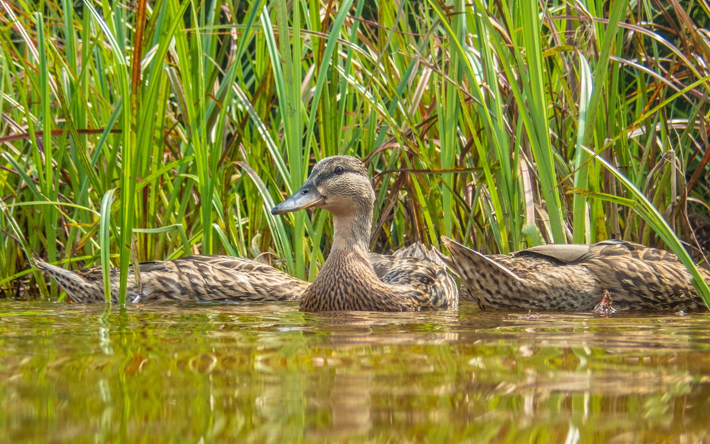 Ducks