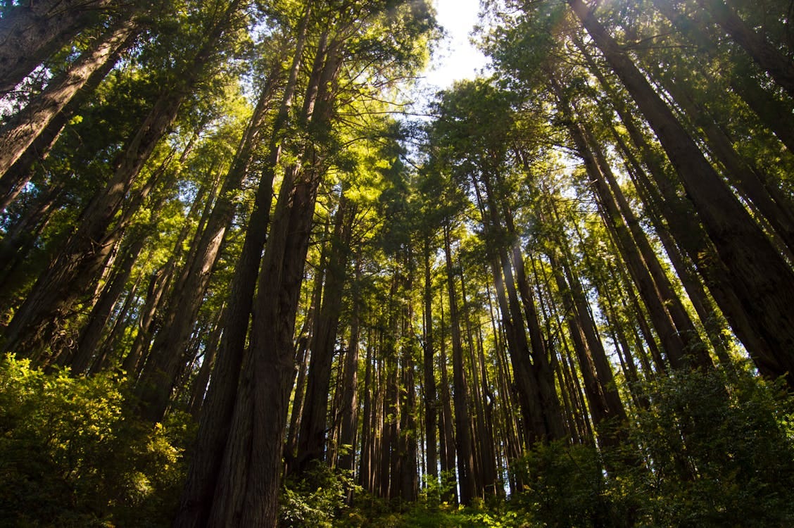 Sunlit view of towering redwood trees in the forest, creating a serene natural atmosphere. Stock Photo