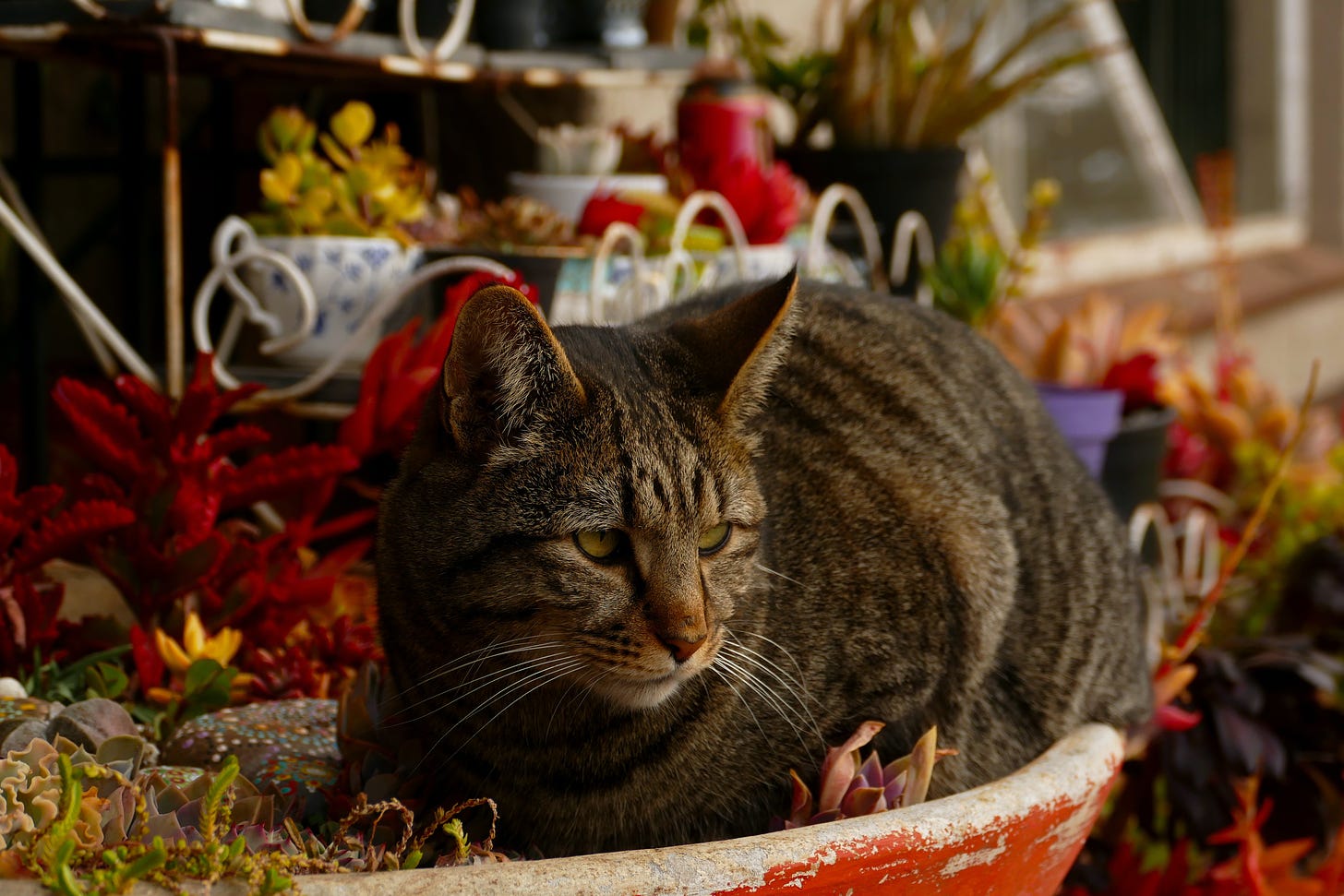 A grey tabby sitting loaf-style in a large outdoor planter