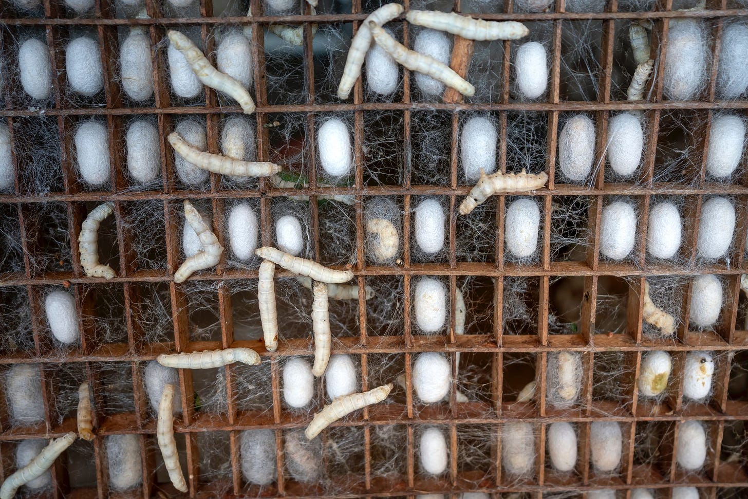 photo of silkworms in box by Quant Nguyen Vinh