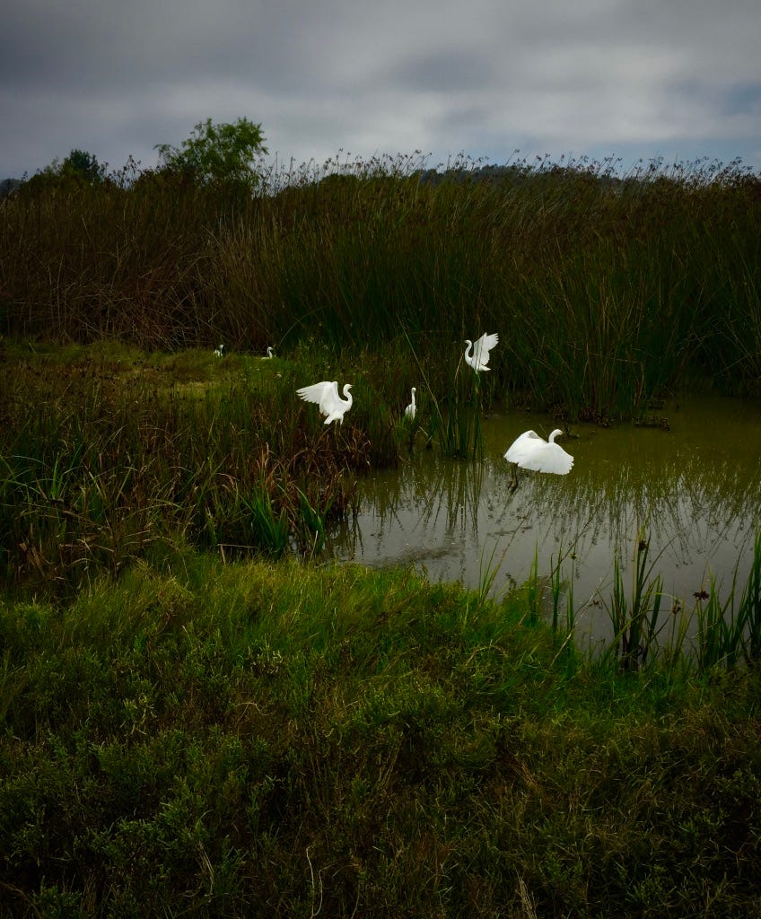 A group of white birds in a swamp

Description automatically generated