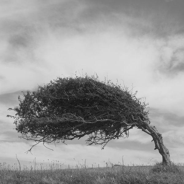 Cuckmere by Matthew Piper. S) | Color of life, Black and white, Beautiful  tree