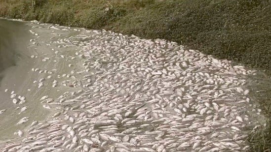 Videos on X showed thousands of dead fish inside Bengaluru's Chikkanagamangala lake. (X/Ecityrising)