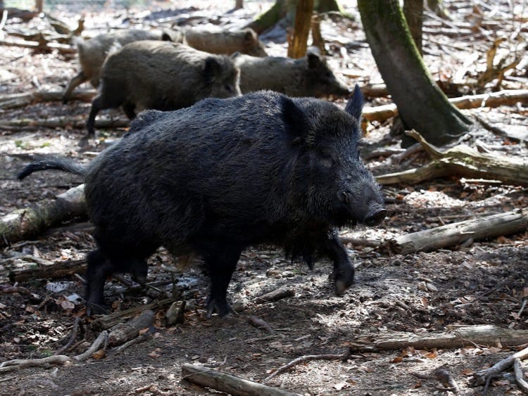 A wild boar runs among trees and branches in the Bavarian wildlife park of Mehlmeisel, Germany A wild boar runs among trees and branches in the Bavarian wildlife park of Mehlmeisel, Germany