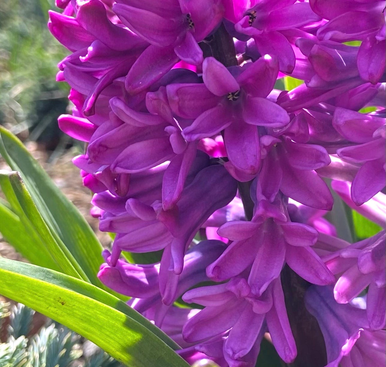 Hyacinths bloom in the sun!