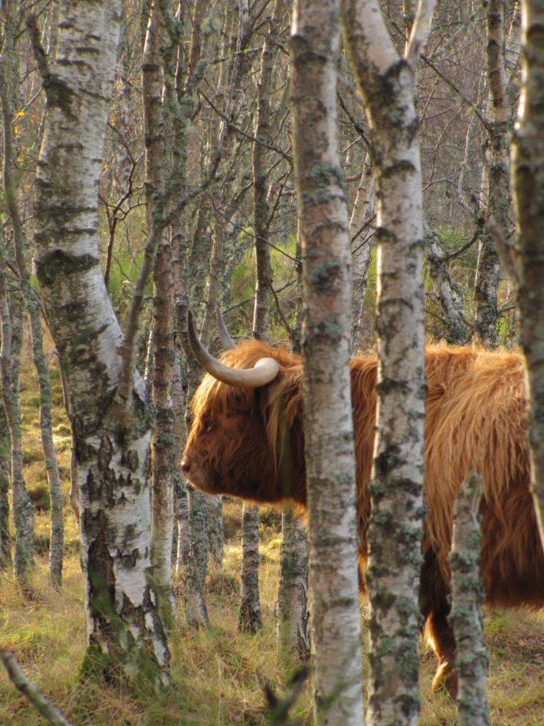 A hairy and horned Highland cow stands in a birch forest. In the low angle of November light, the fur is orange brown, catching the sun on the head. It might not be Nessie, but seeing these fluffy friends is always inspiring.