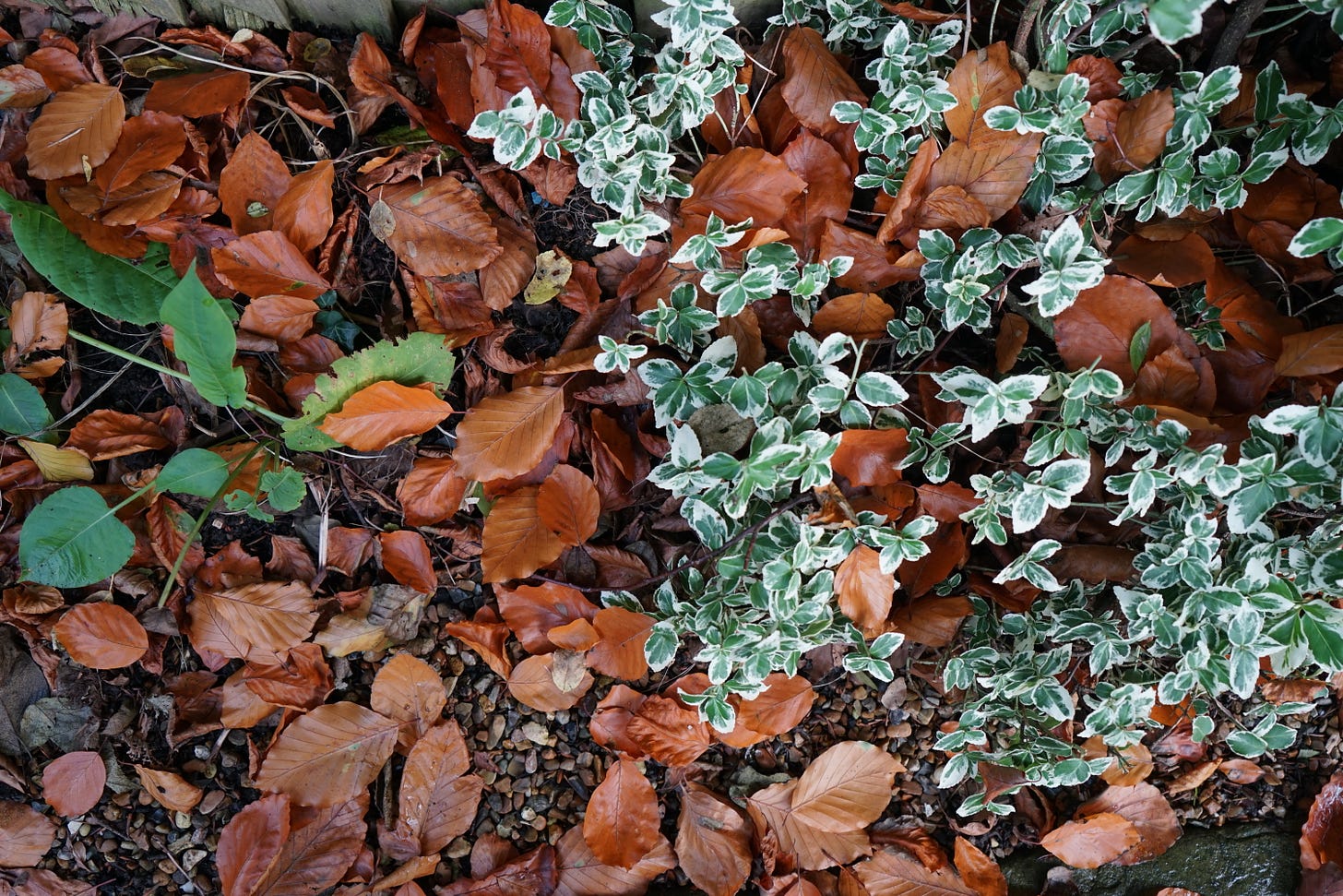 autumn leaves on the ground