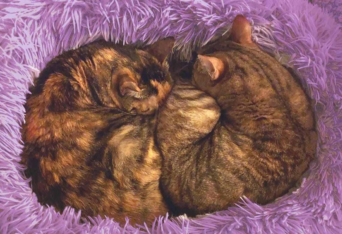 Two cats, one tortoiseshell and one tabby, curled up together fast asleep in a purple fluffy bed.