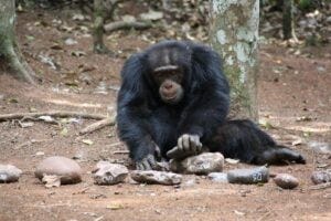 A male individual cracking nuts using stones. Credit: Dora Biro.