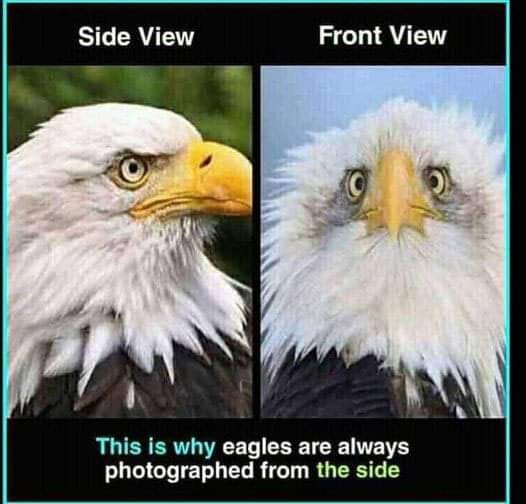 May be an image of text that says 'Side View Front View This is why eagles are always photographed from the side'