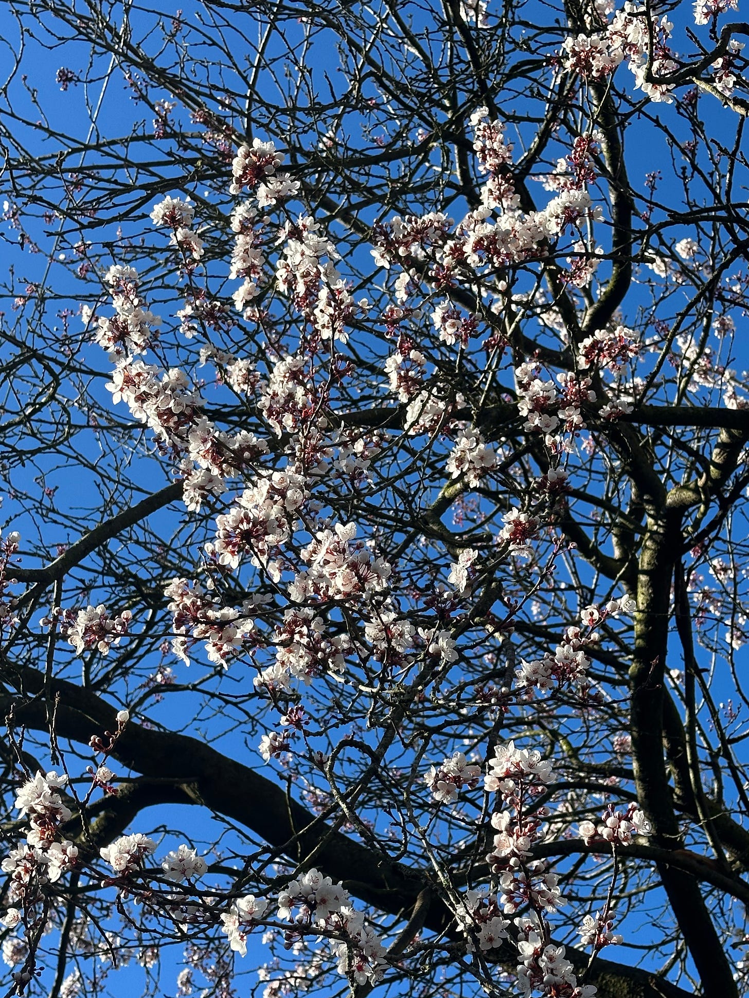Image shows a blosson tree with pink blossom and a bright blue sky