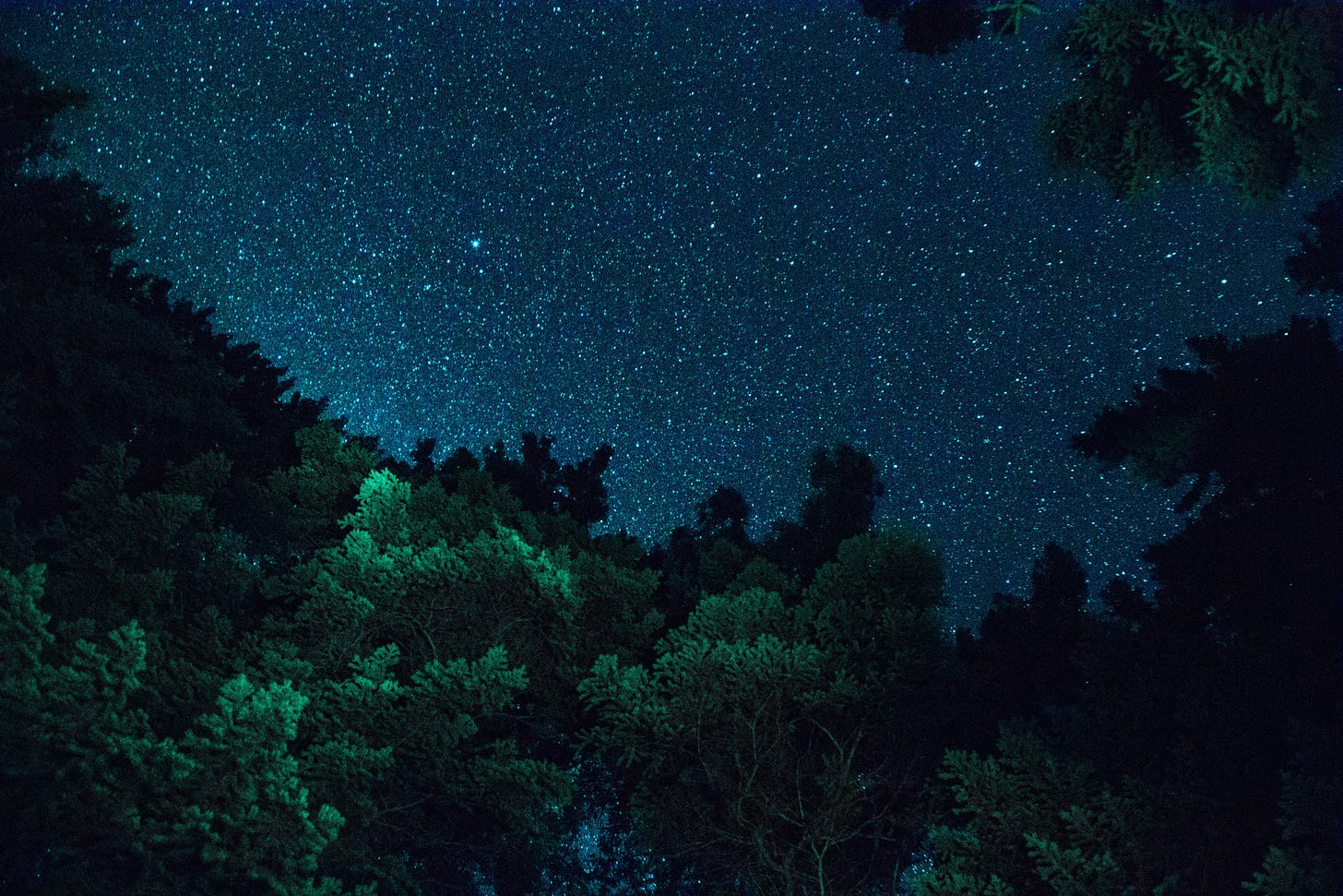 Night sky speckled with stars as seen through the tops of trees in a forest