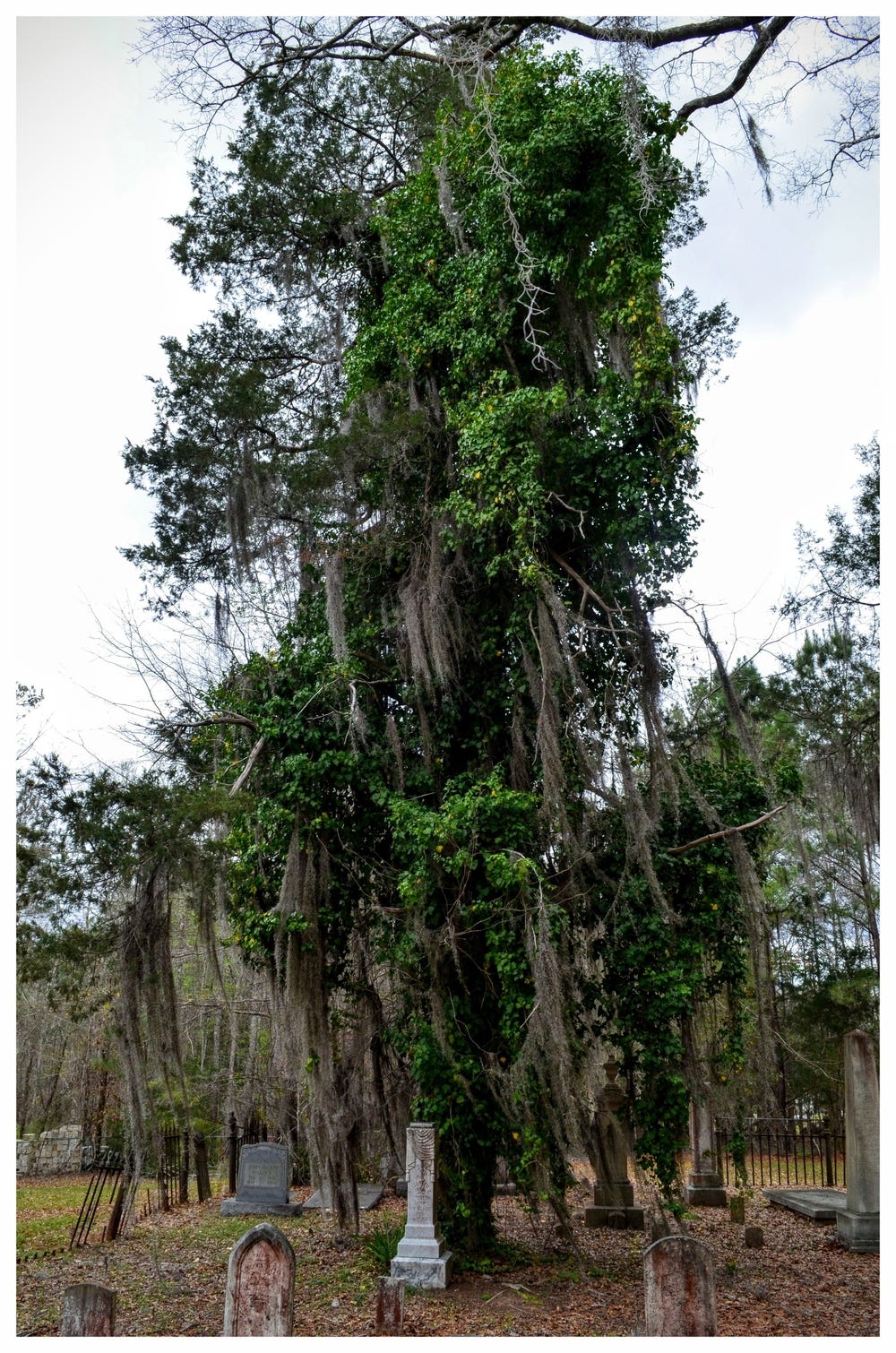 Ray Cemetery tree, Montgomery, Montgomery County, Alabama
