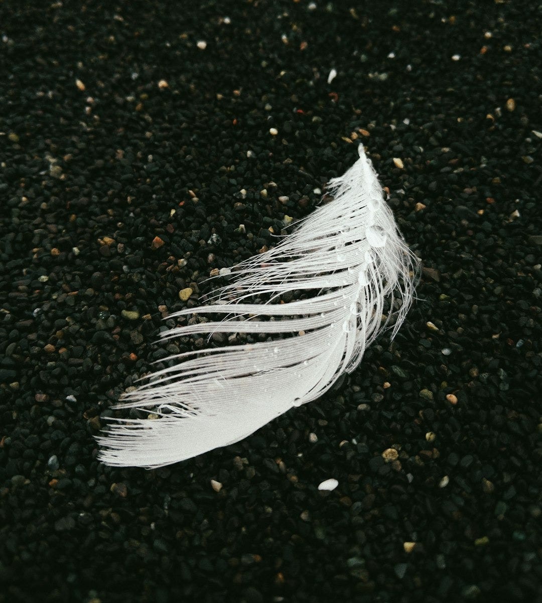 white feather on black and brown soil white feather on black and brown soil