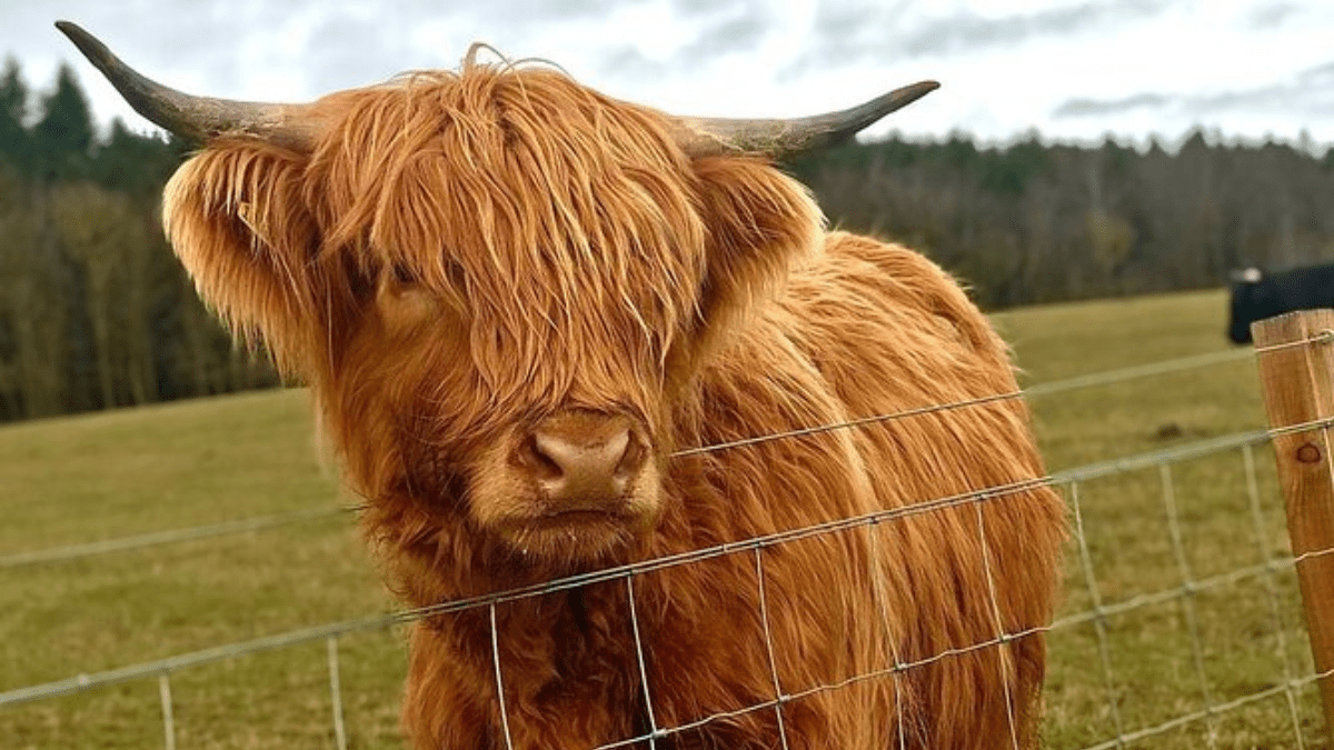 Visit a Highland Coo Farm