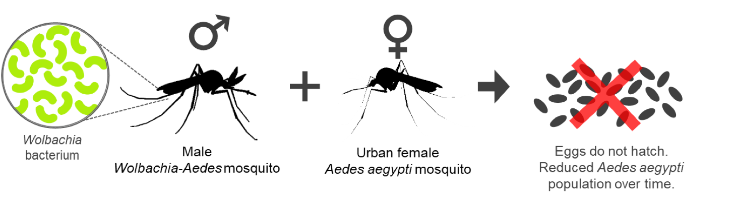 Diagram on Wolbachia-Aedes suppression technology