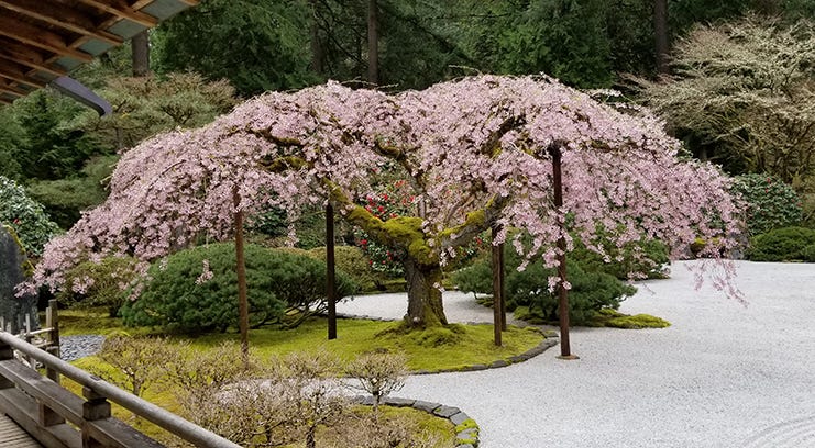 cherry tree with pink blossoms surrounded by moss and white sand garden