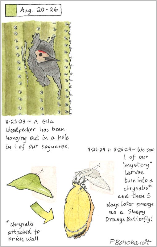 Perpetual Journal, week of Aug. 20-26: Sleepy Orange Chrysalis & Butterfly (2024); Gila Woodpecker in a Saguaro (2023)