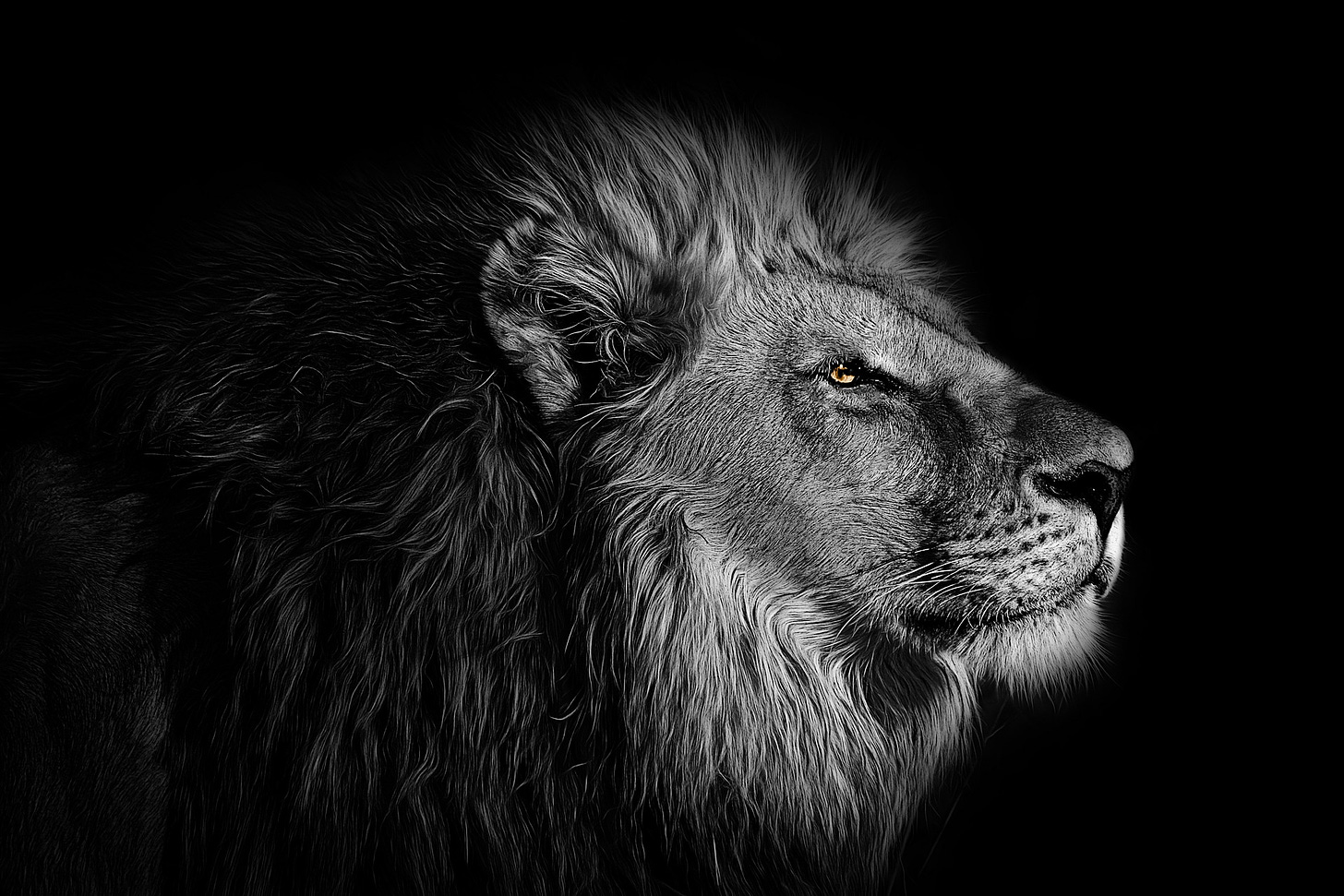 Image of lion