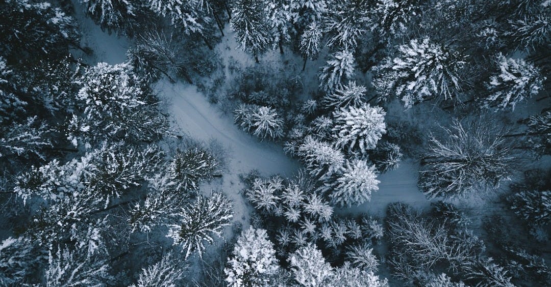 aerial photography on trees