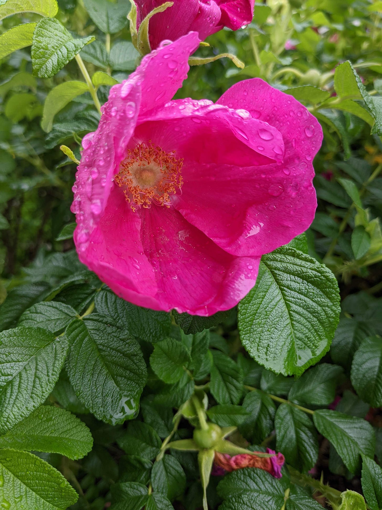 A single magenta dog rose and some of the rosebush.