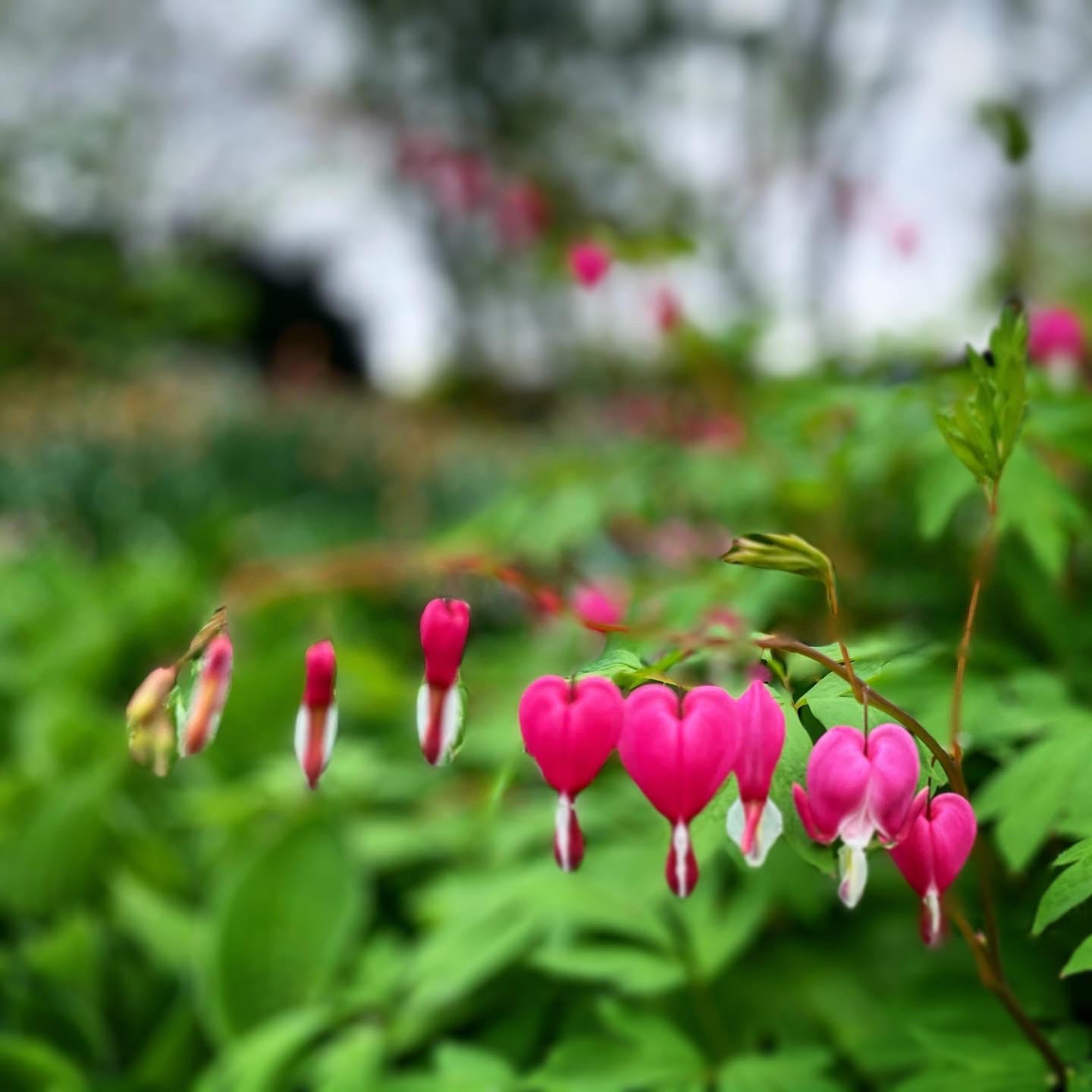 Pink bleeding heart flowers in foreground, green leaves out of focus in background.