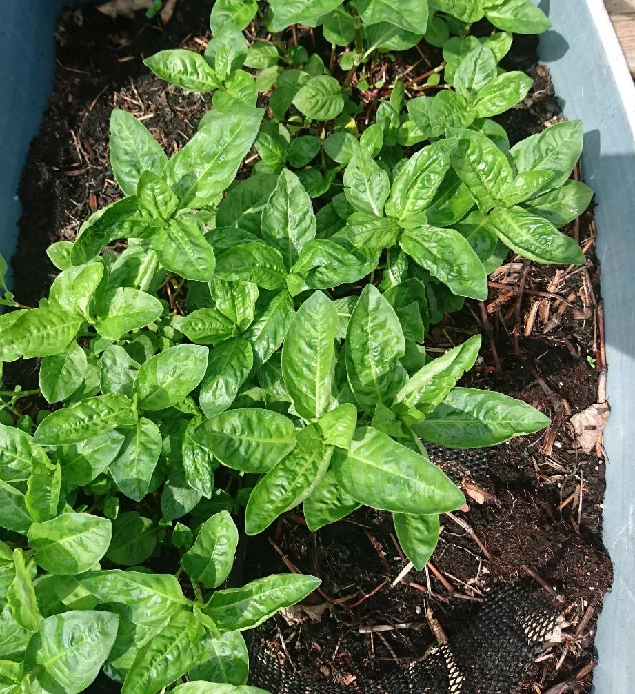 indigo leaves of a medium true green hue sit happily in a blue plastic tote filled with dark soil. Their edges curl upwards slightly from the heat