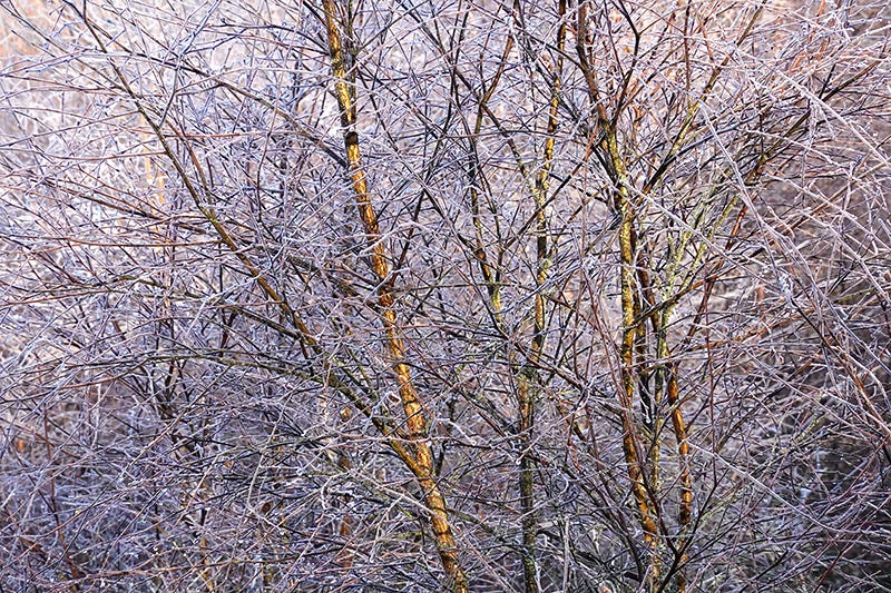 Heavy frost emphasizes the purple tones of a leafless birch tree (Betula pendula)