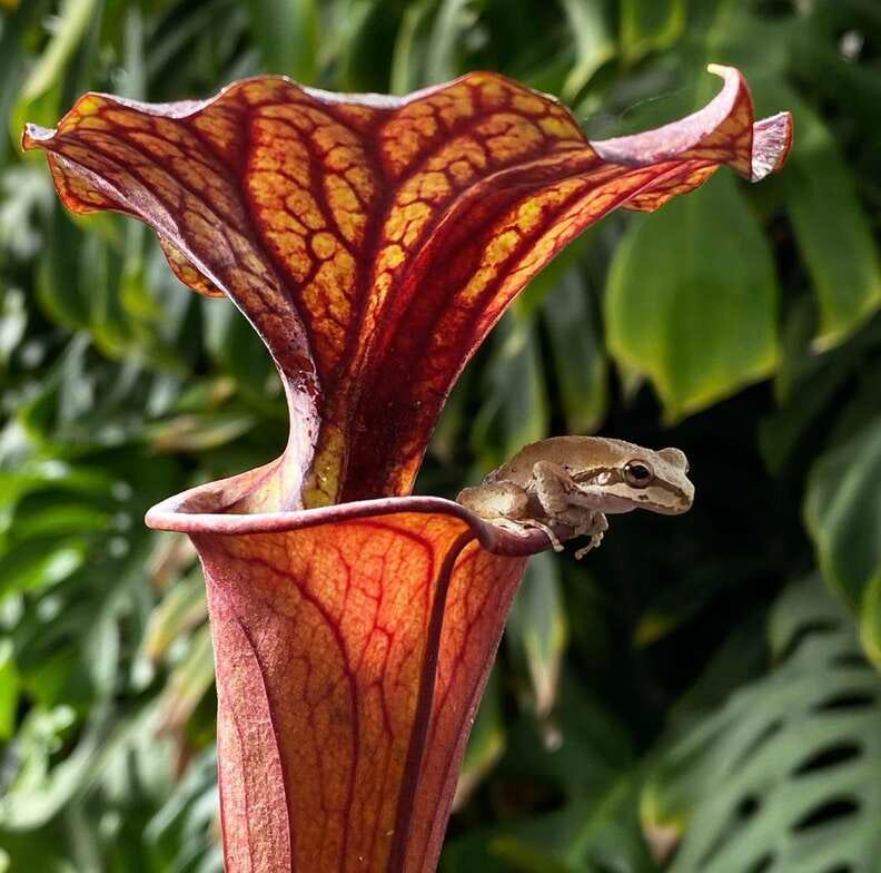 Sarracenia flava and his cute little frog friend