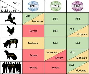 Table showing severity of 3 types of bird flu in different types of hosts. H5N1, the worst, is mild to moderate in wild birds, moderate in pigs, severe in chickens and ferrets and humans. H7N9 is mild in wild birds, chickens and pigs, moderate to severe in ferrets and severe in humans. H9N2 is mild in wild birds and pigs, mild to moderate in chickens and ferrets and humans.