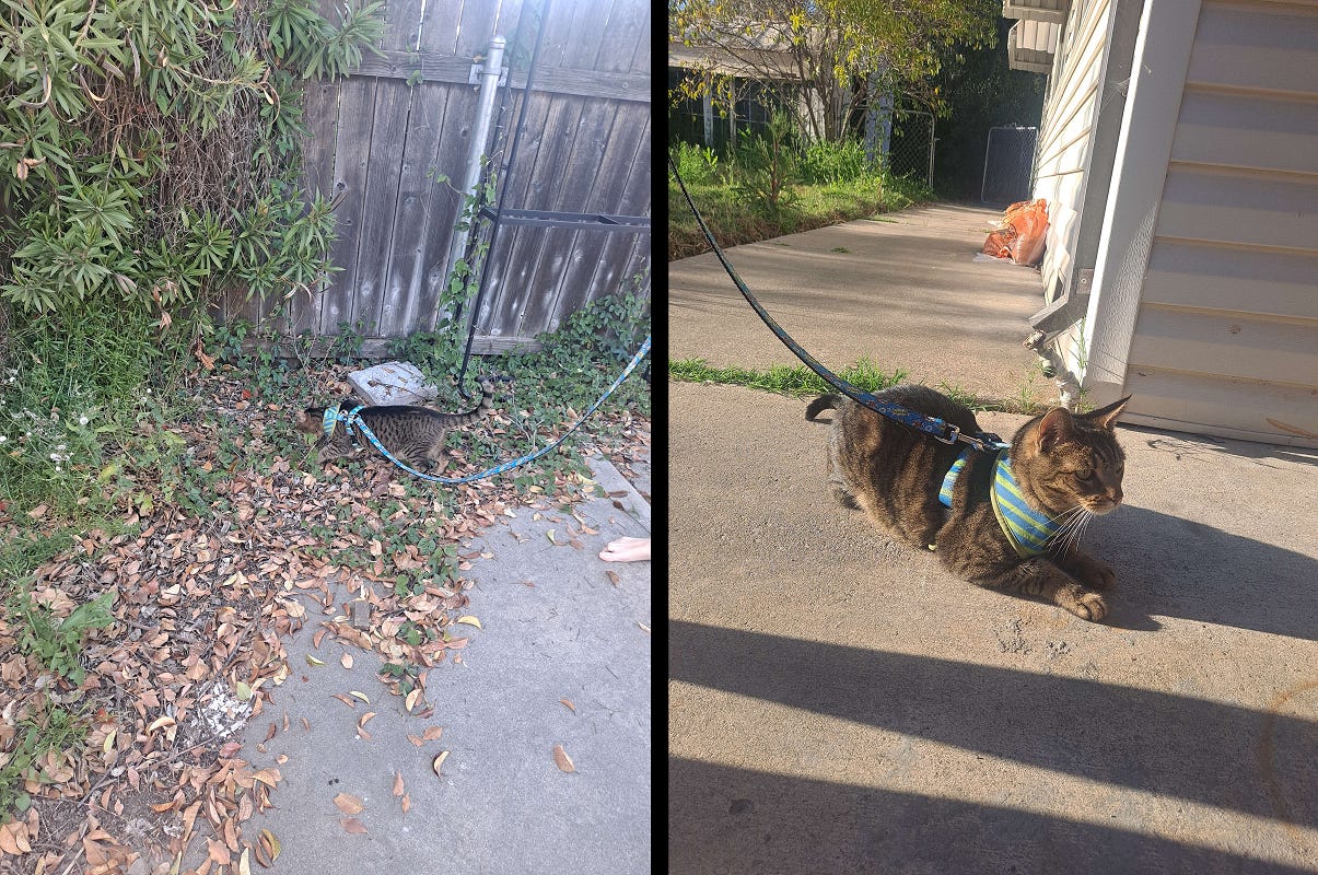 Two images of a brown tabby cat in a blue-and-green harness on a blue leash. In one, he is walking through grass and leaves next to a fence. In the other, he is lying on the concrete in the sun.