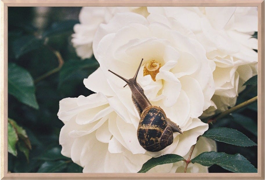 May include: A close-up of a white rose with a brown snail crawling on it. The rose is in focus, and the snail is slightly out of focus. The background is a blurry green.