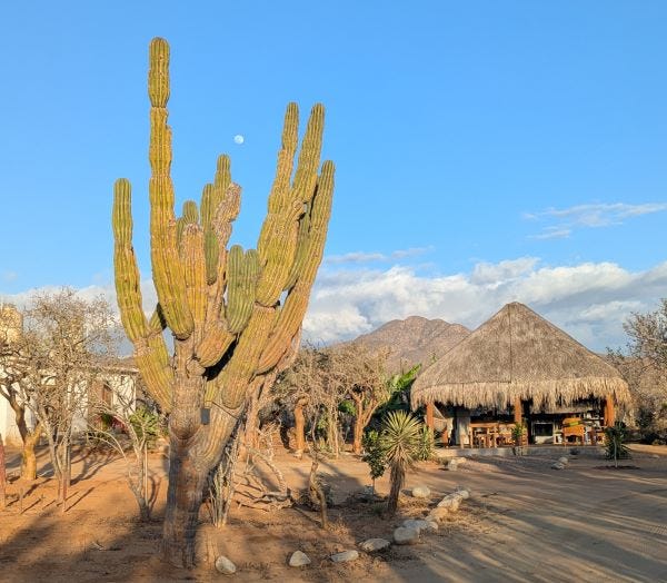 a large cactus and several small outbuildings made of natural materials with thatched roofs under the long rays right before sunset