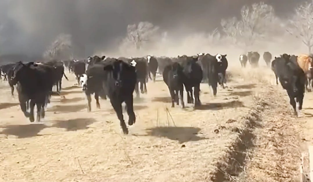 Video clip of  Terrified cattle fleeing approaching smoke.