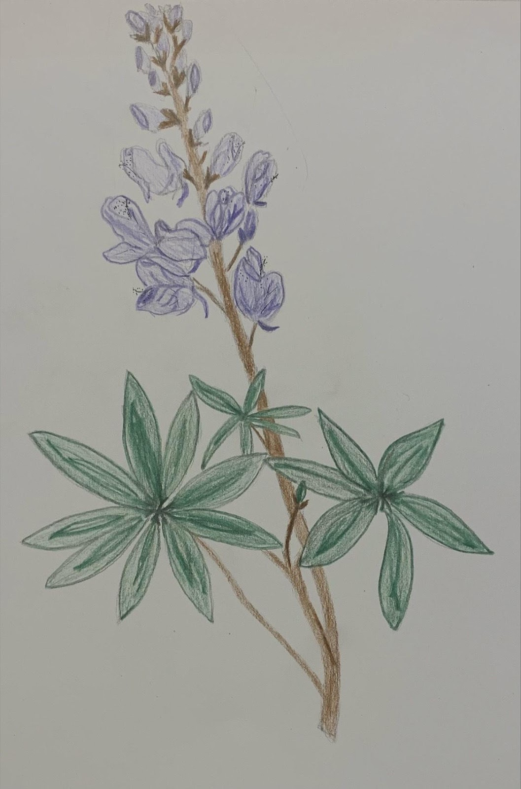 A drawing of a plant

Description automatically generated with medium confidence